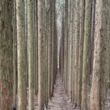 人生の並木道・第二の人生を思う 作礼山 [日帰り]
