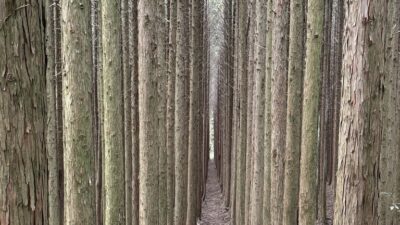 人生の並木道・第二の人生を思う 作礼山 [日帰り]