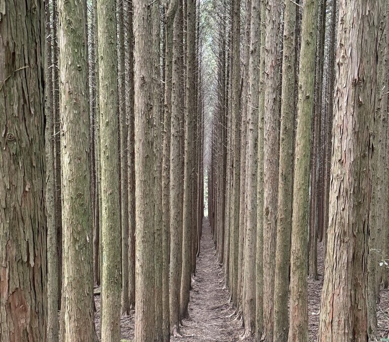 人生の並木道・第二の人生を思う 作礼山 [日帰り]