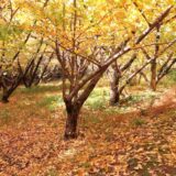 🍁黄金の銀杏畑 高良山・明星山 周遊　[日帰り]