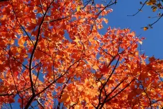 🍁秋の紅葉 沓掛山・扇ヶ鼻・岩井川岳　[日帰り]